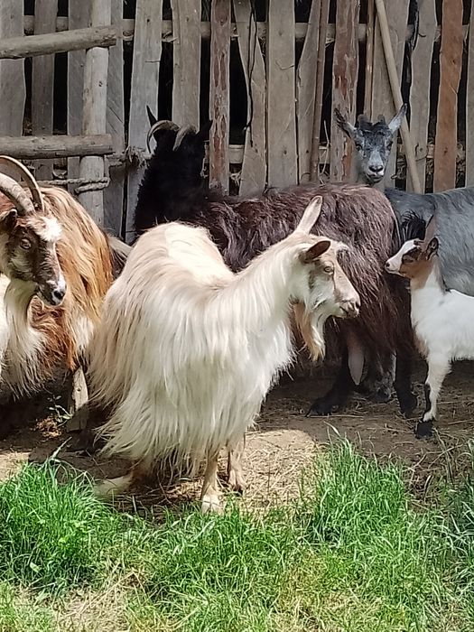 Vând capre bune de lapte