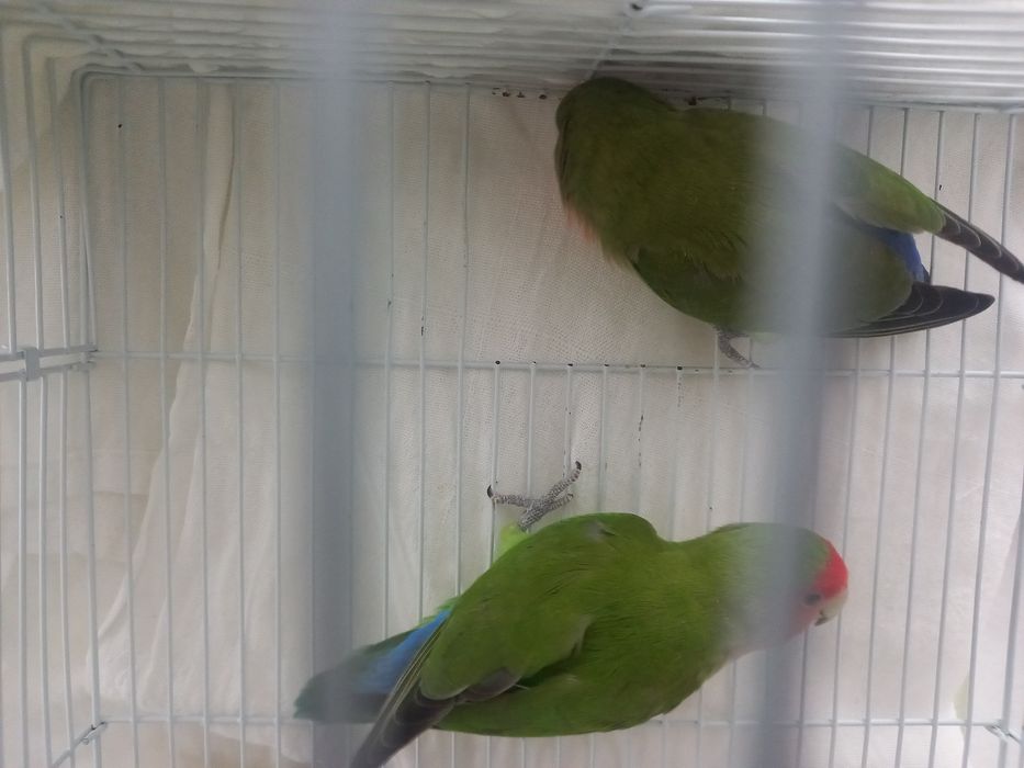 Продаю ПОПУГАИ - Неразлучники