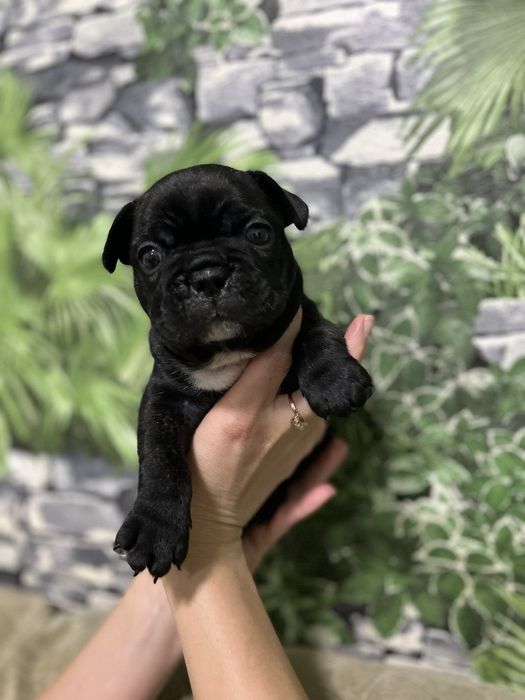 Французский бульдог