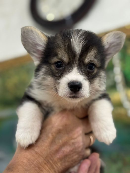 Шикарные малыши вельш корги