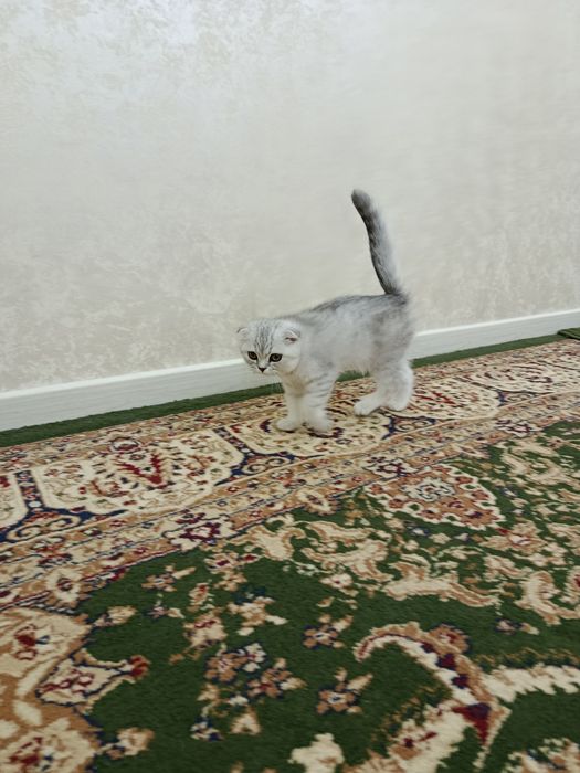 серебристая шиншилла