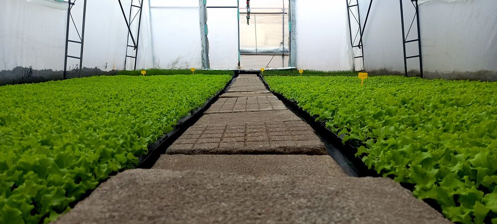 Разсад салата,лук,копър,магданоз