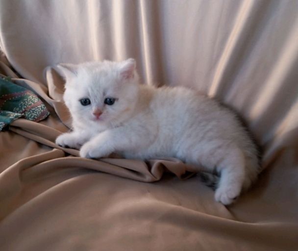 Вязка красивого кота