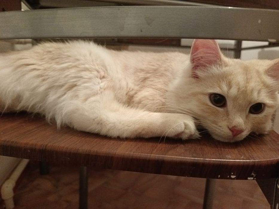 5 месячный котёнок