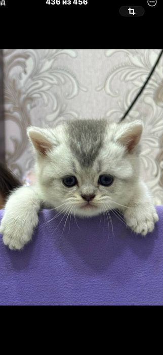 Продается котенок мальчик