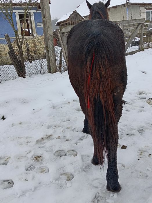 Vând mânză de un an și 8 luni