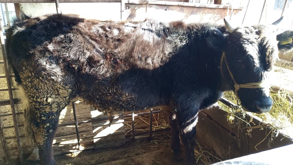 Ақбас және Ангус.