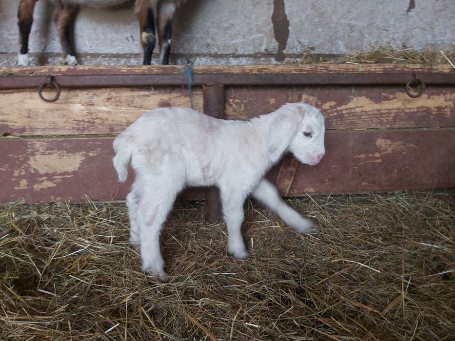 De vânzare doi țapi anglo-nubian