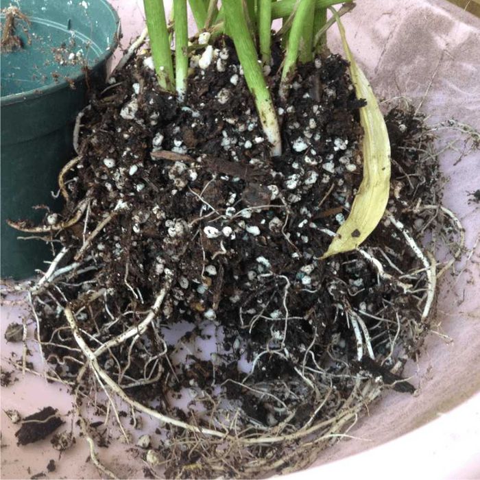 Тор -Почвена смес Компост Универсална за отглеждане на плодове