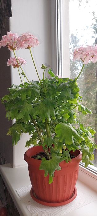 Герань с розовыми цветами