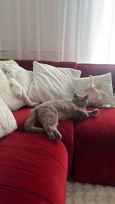 5 Pui de British longhair