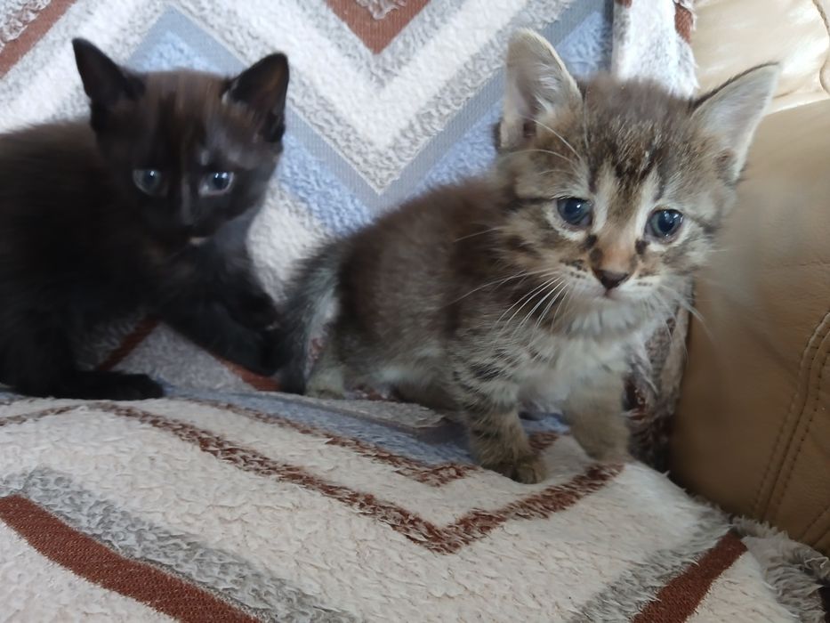 Котенок в дар 1,5 мес.