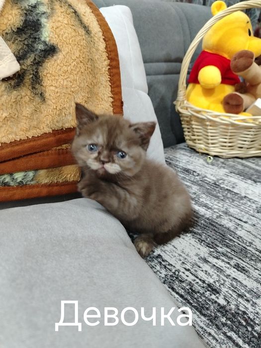 Британские котята