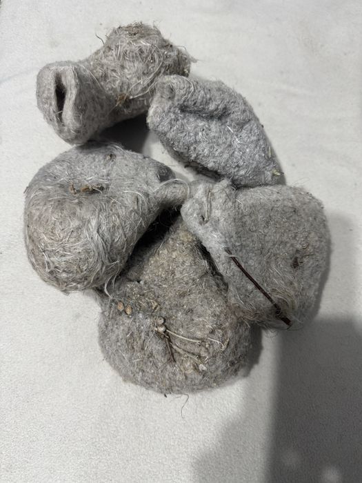 Гнездо ремеза в лечебных целях. Народное средство.