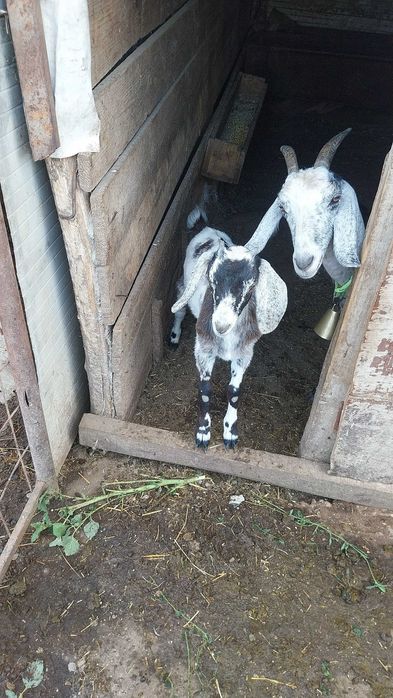 Ieduta si capră angronubiană