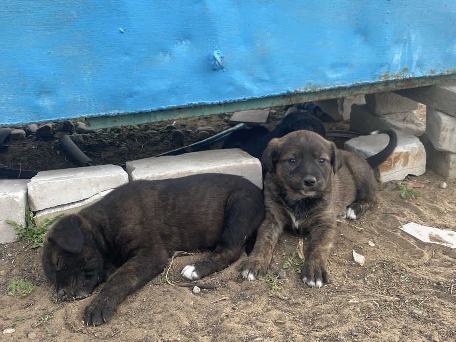 Шенки умные пародистые