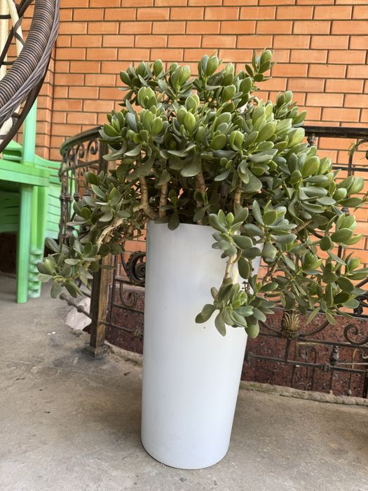 Денежное дерево