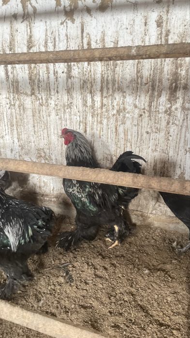 Продаются Питухи