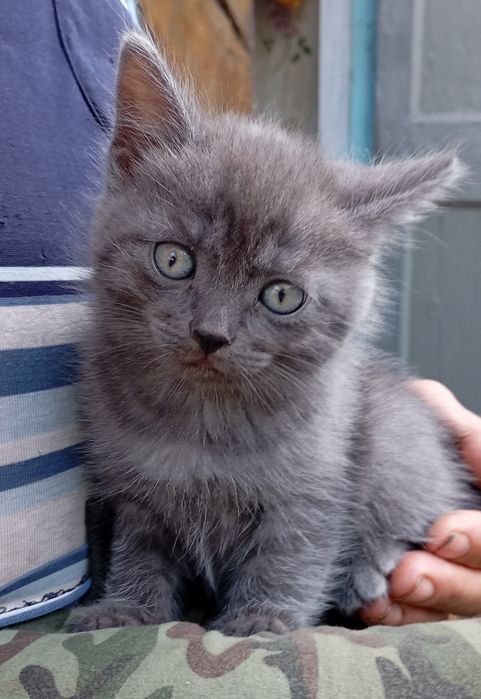 Отдам котят в хорошие руки