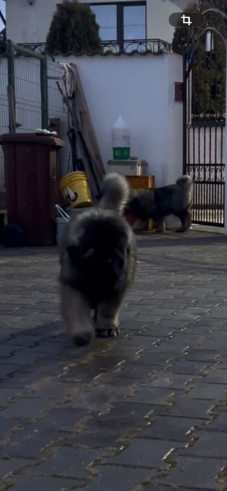 Pui ciobanesc caucazian cu pedigree