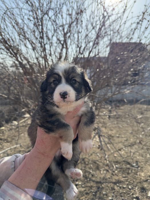 Отдаем в добрые руки ( город Талдыкорган)