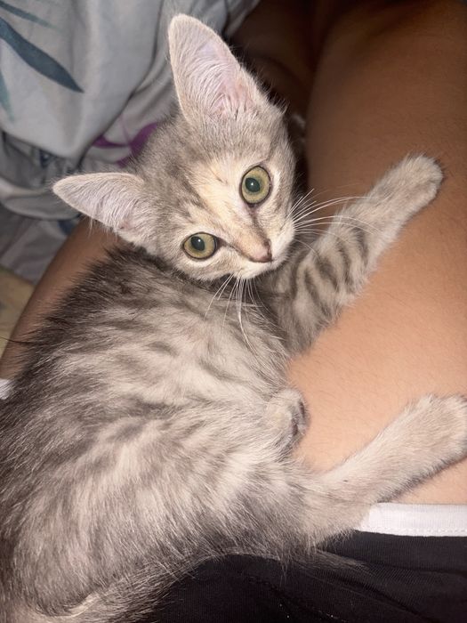 Котенок в добрые руки