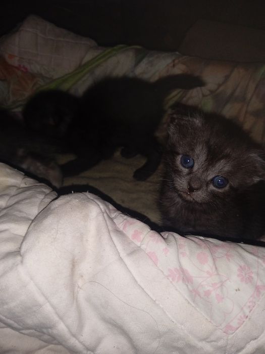 Отдам котят  бесплатно
