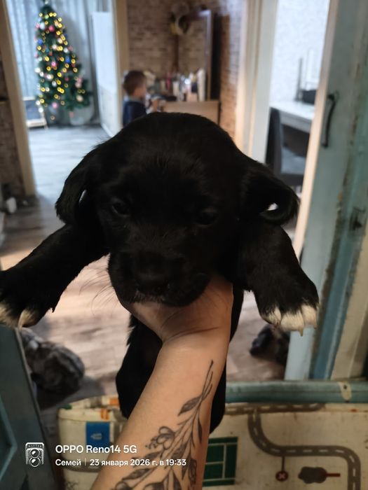 Щенки спаниеля месячные