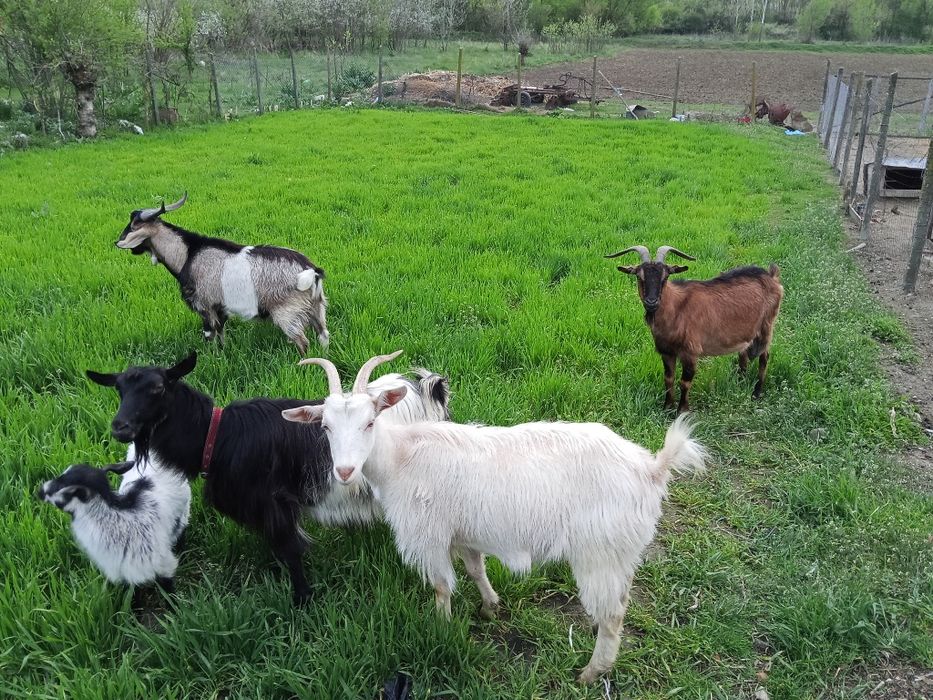 Capre și țap de vânzare!