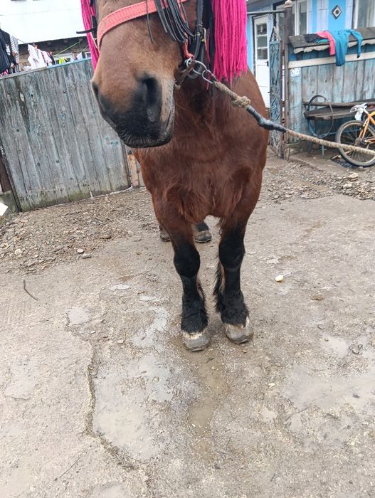 Iapa de vânzare de 8 ani