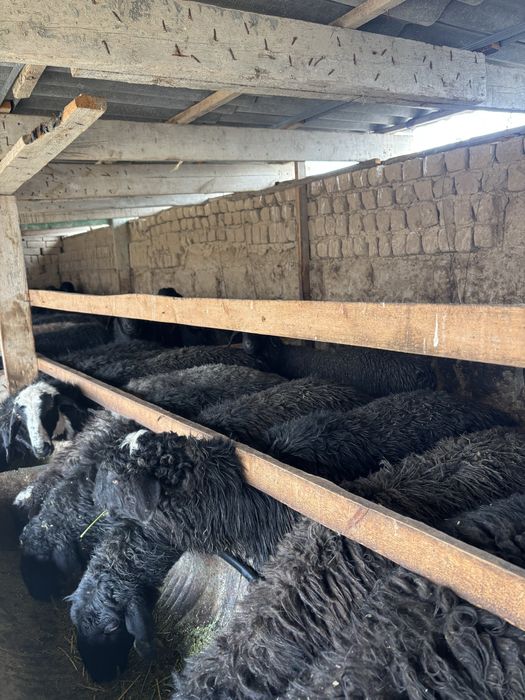 Бордакы кошкар кой токты