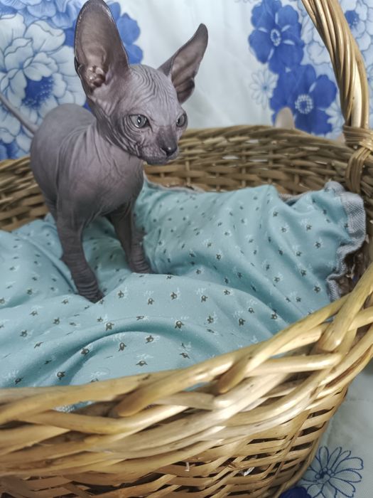 Котята донские сфинксы