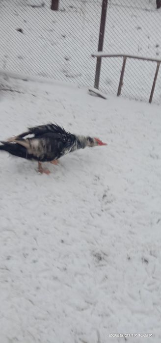 Индоутки пара. Индоутки.