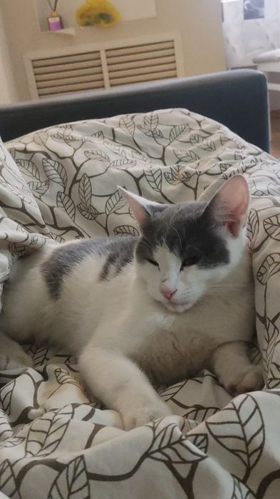 Отдам кота в добрые руки