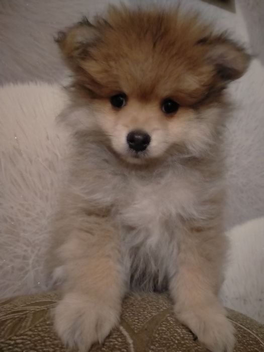 Срочно !Пр.щенка шпица девочка 2 мес.