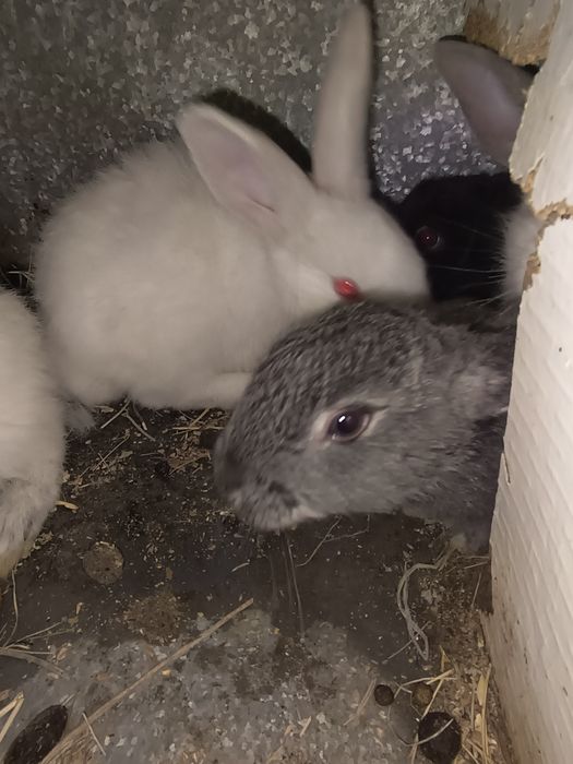 Продам Кролики  Красивые