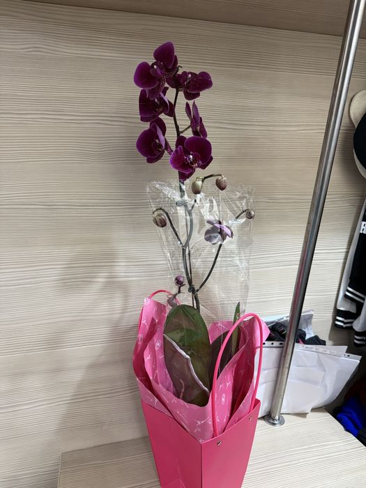 Орхидеи орхидея цветут