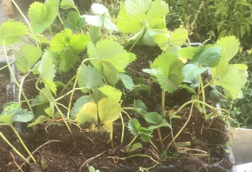 Разсад ягоди, салата, зеле - в тарели