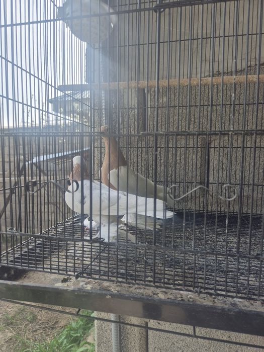 Кептерлер әр түрлі породалар