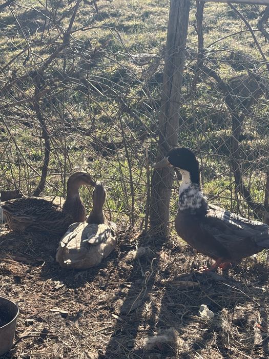 Oua de consum sau incubat gaini si rate