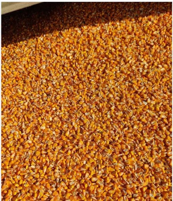 Vand Porumb boabe si grau, productie an 2025