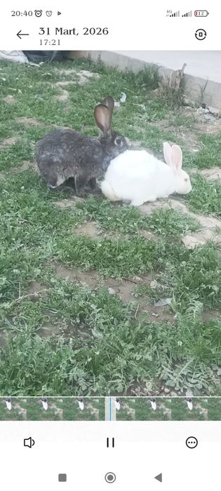 Қуйонлар сотилади пари билан