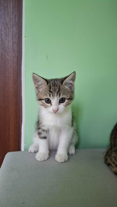 Отдам котят в хорошие руки