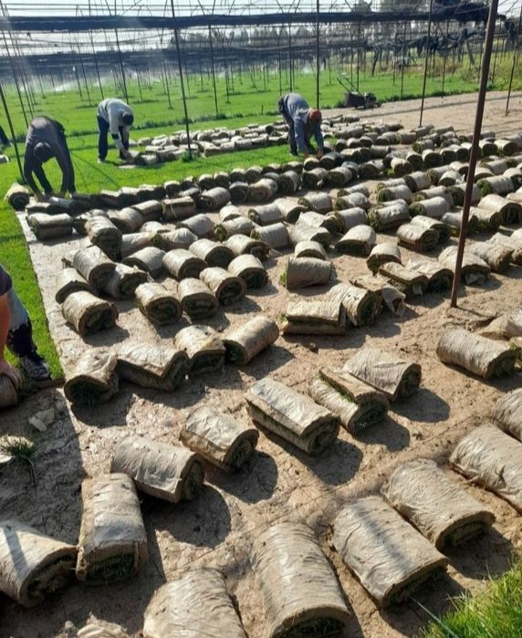 Поссев бренд газоны Готовые рулонные газоны Автопалив поливная система