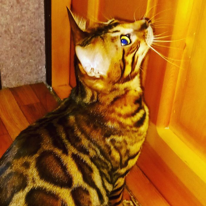 Бенгальские чистокровные!