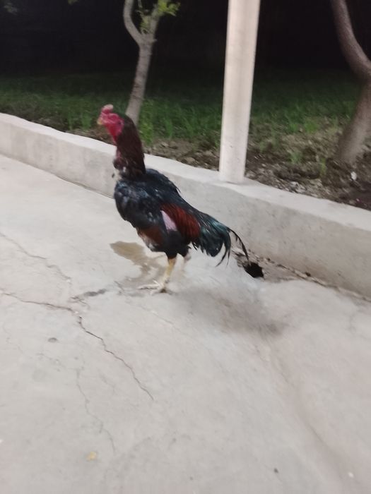 Дакан туляк кораз сатылад