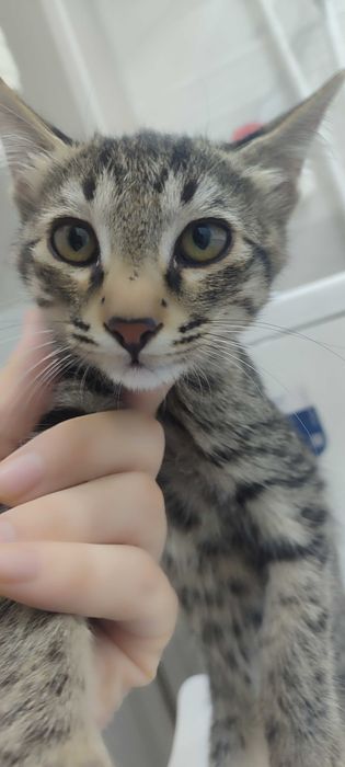 Котёночки в хорошие руки