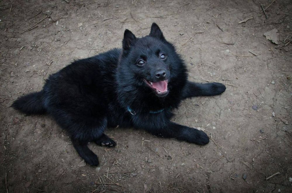 Donez băiețel ciobănesc  german