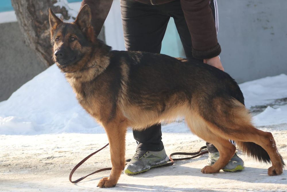 Немецкая Овчарка , Рабочие Линии