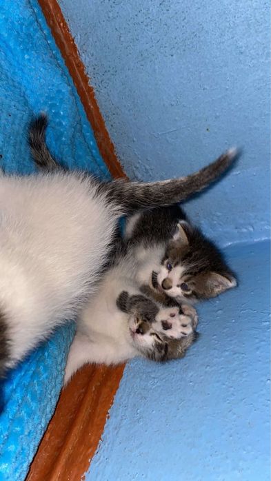 Котята мальчики